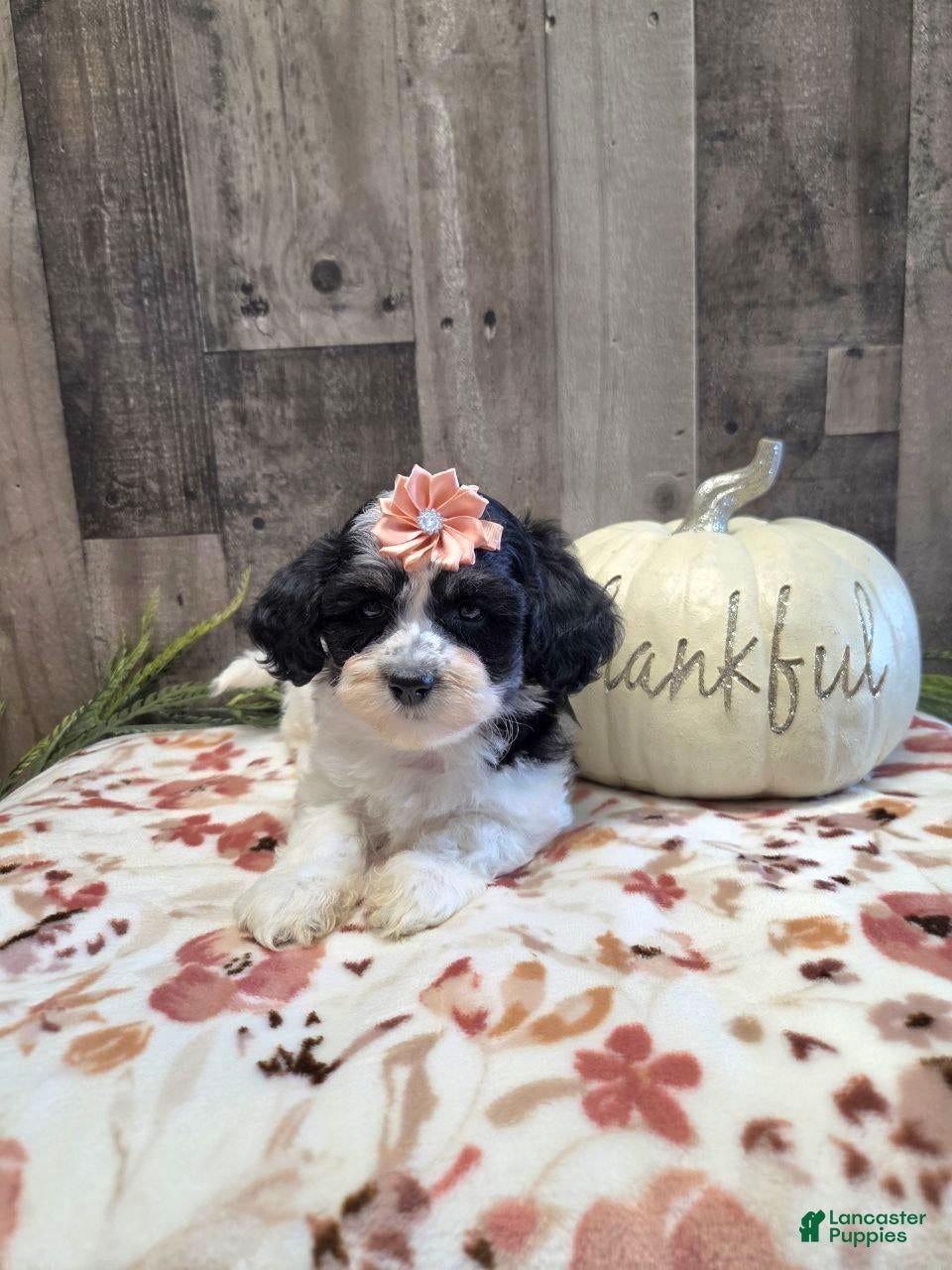 Mixed Breed dogs Oreo - Ad 1
