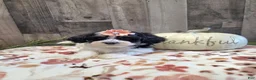 Mixed Breed dogs for sale: Oreo - Ad 1