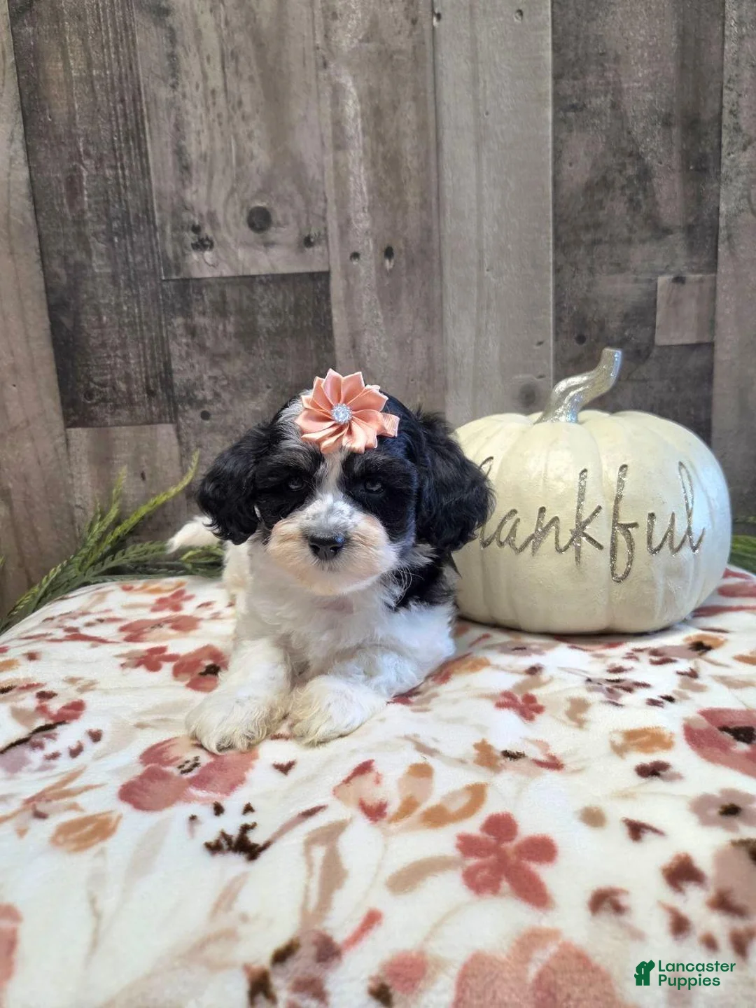 Mixed Breed dogs for sale: Oreo - Ad 1