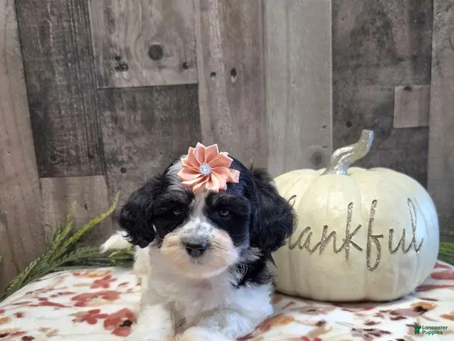 Mixed Breed dogs for sale: Oreo - Ad 1