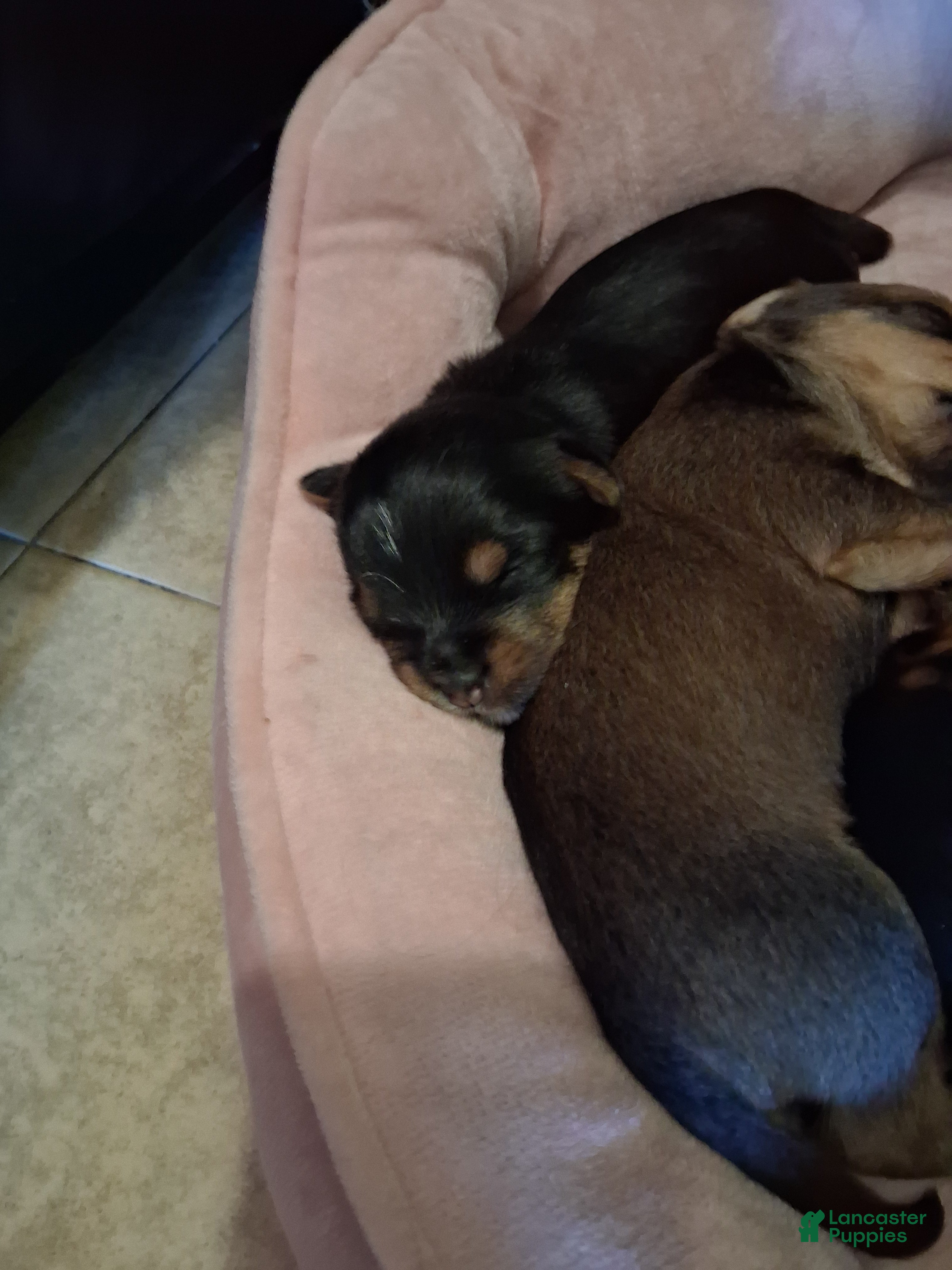 Yorkshire Terrier dogs Yorkshire Terrier Puppy 3 - Ad 23