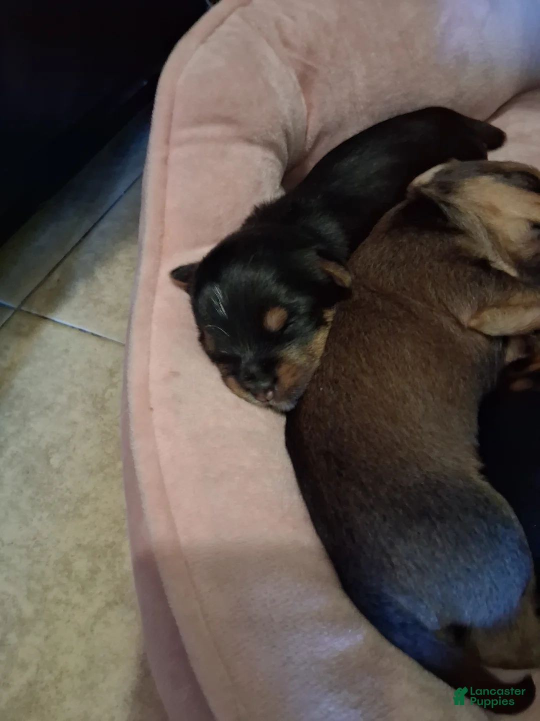 Yorkshire Terrier dogs for sale: Yorkshire Terrier Puppy 3 - Ad 1