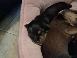 Yorkshire Terrier dogs Yorkshire Terrier Puppy 3 - Ad 23