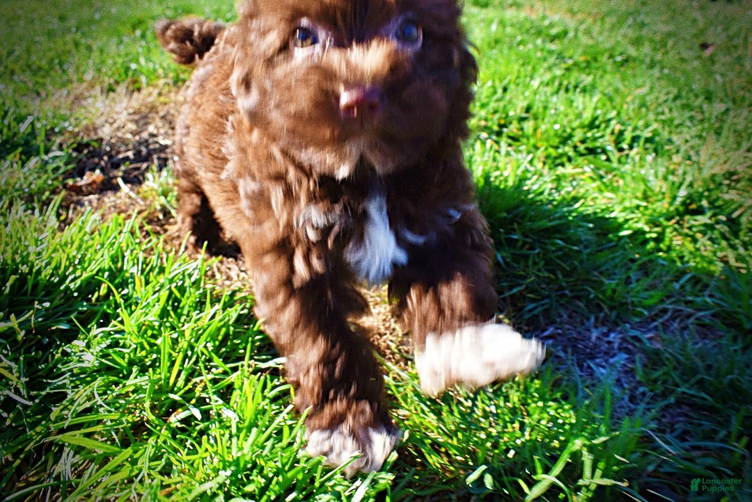 Havapoo dogs for sale: Sassy - Ad 9