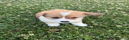 Welsh Corgi Pembroke dogs for sale: Welsh Corgi Pembroke Puppy 2 - Ad 3