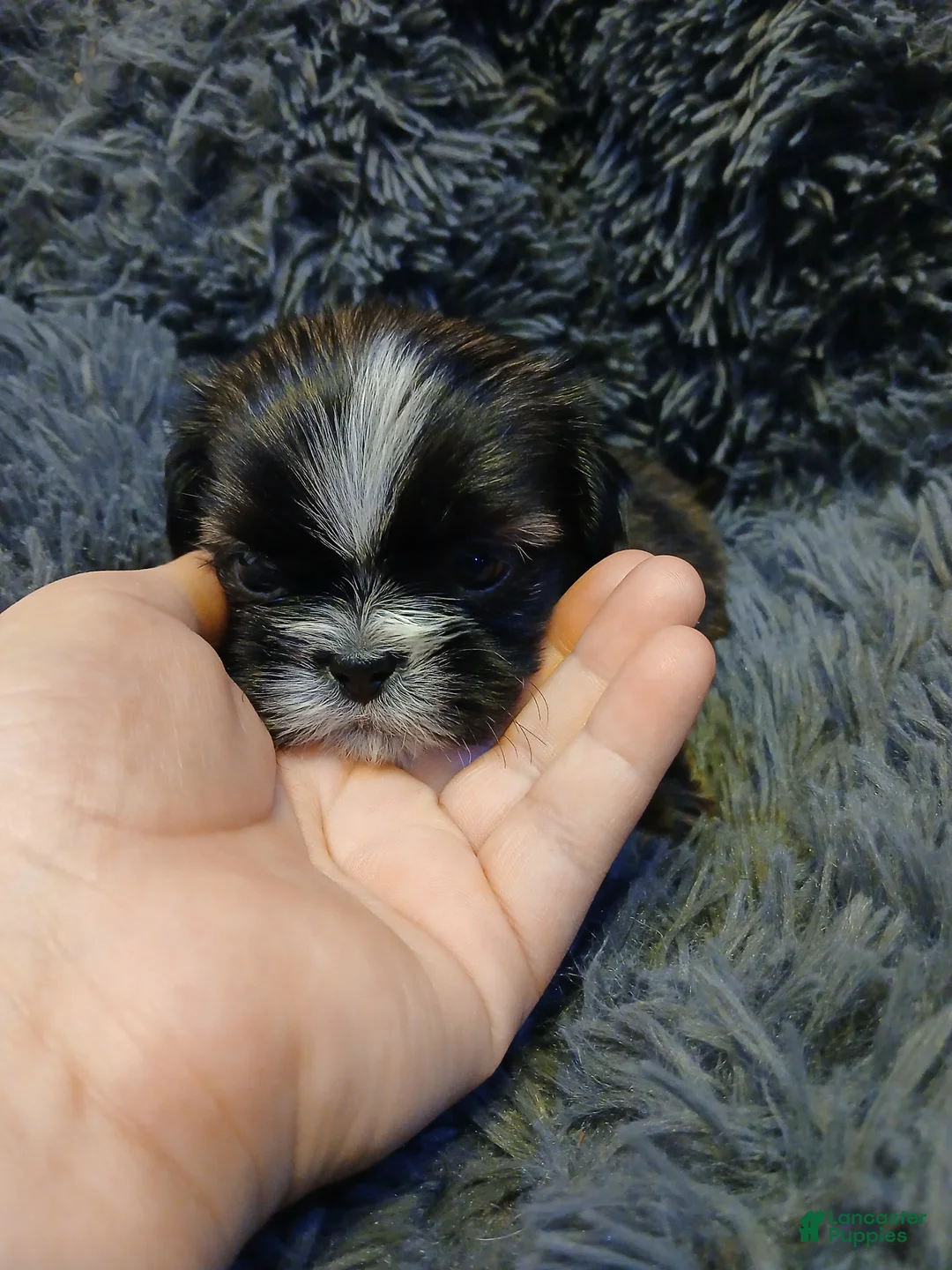 Shih Tzu dogs for sale: Bob - Ad 2