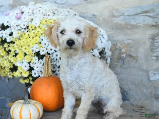 Bichpoo dogs - Ad 19