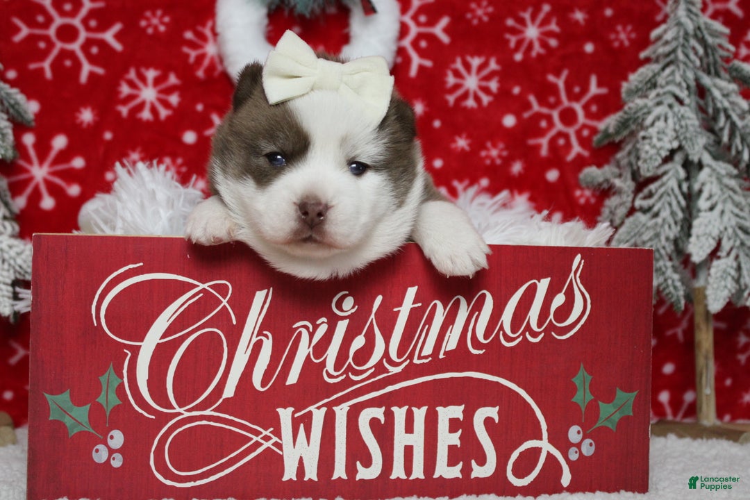 Pomsky dogs for sale: Denali  - Ad 13