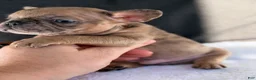 French Bulldog dogs for sale: French Bulldog 1 - Ad 6