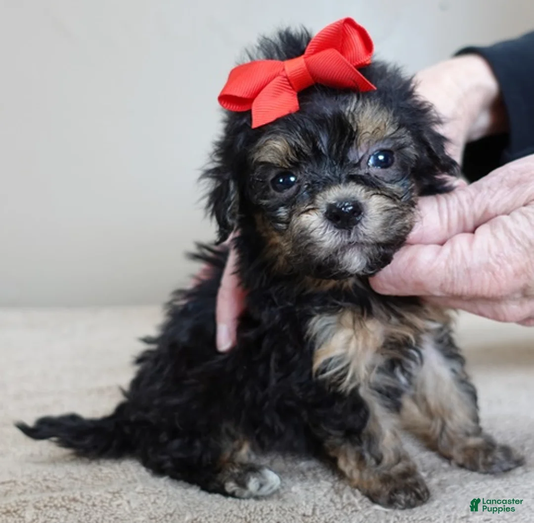 Maltipoo dogs for sale: Zircon - Ad 5
