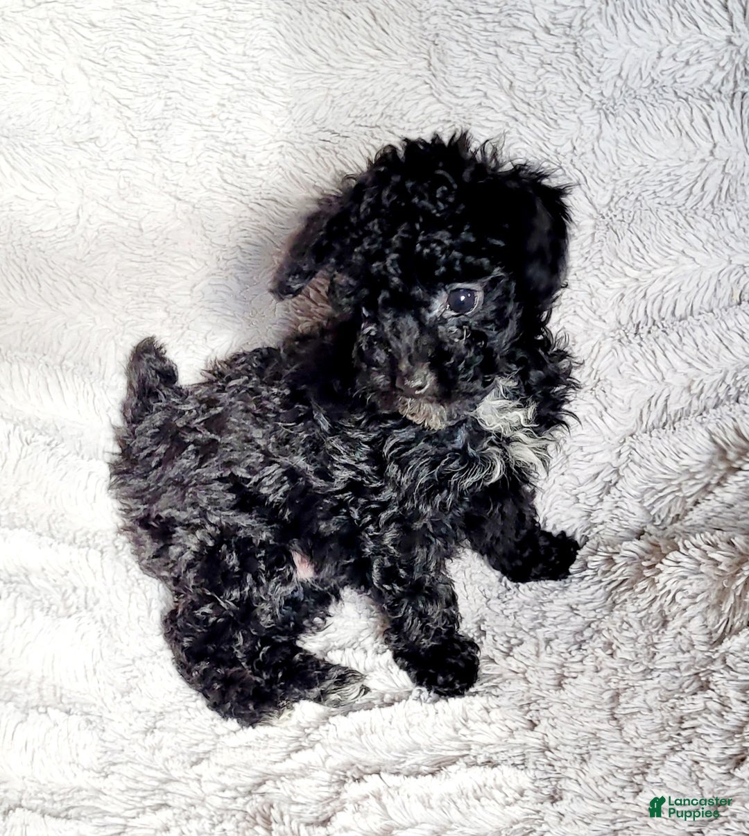 Miniature Poodle dogs for sale: Pepper  - Ad 6
