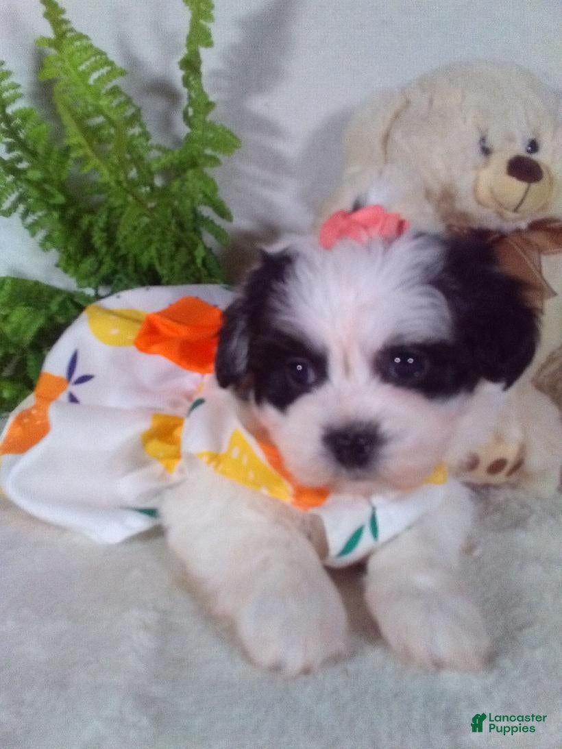 Teddy Bear dogs Cookie - Ad 1