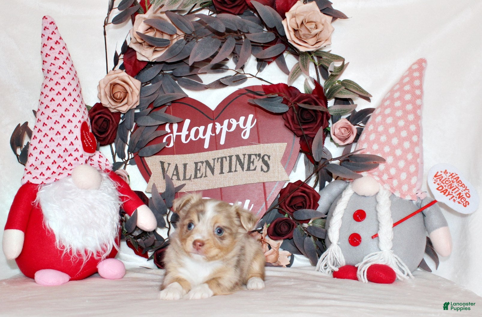 Chihuahua dogs Kreed - Ad 10