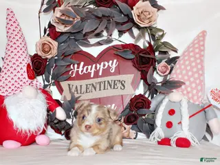 Chihuahua dogs Kreed - Ad 10