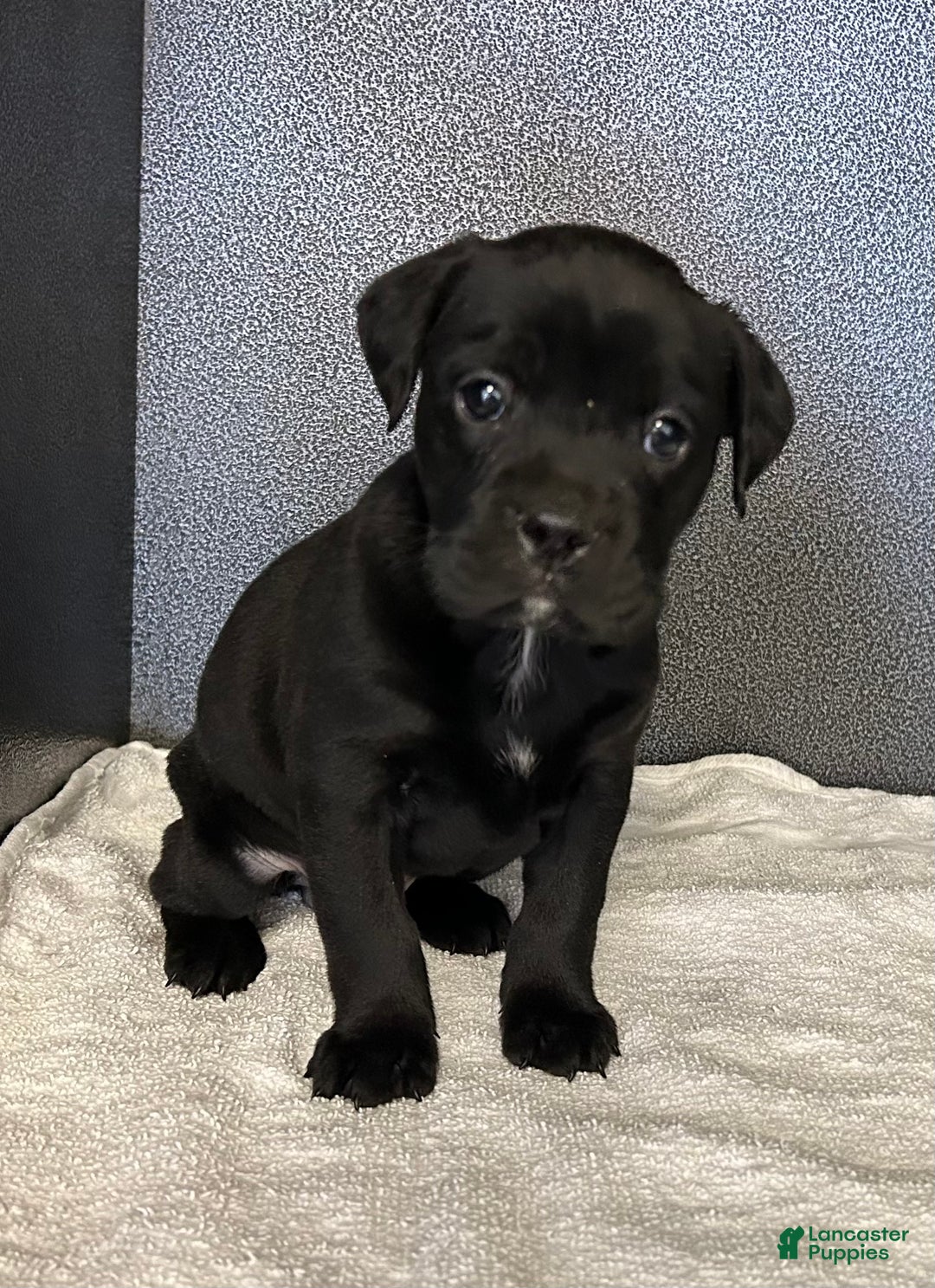 Mixed Breed dogs for sale: Wee women  - Ad 1