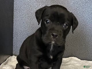 Mixed Breed dogs for sale: Wee women - Ad 2