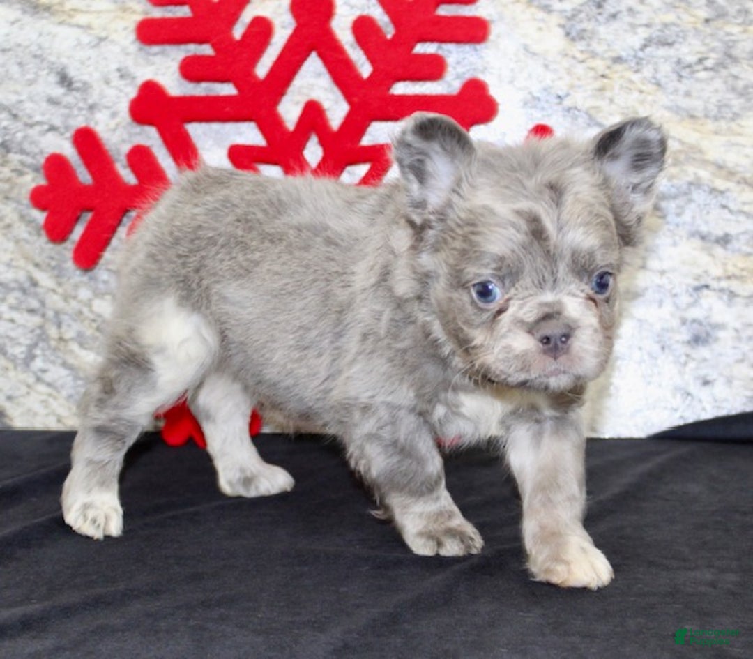 French Bulldog dogs for sale: Ernie - Ad 4