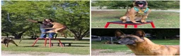 Belgian Malinois dogs for sale: Pink - Ad 5