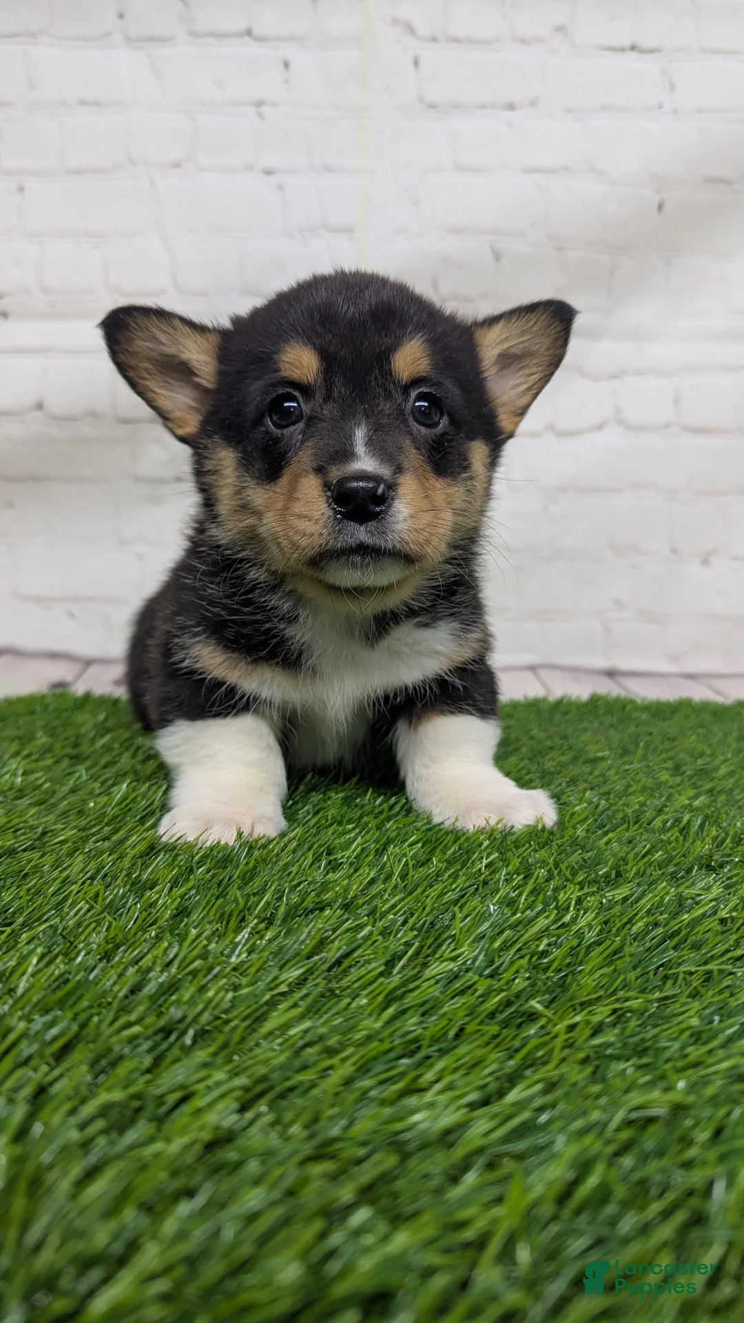 Welsh Corgi Pembroke dogs for sale: Bruno  - Ad 5