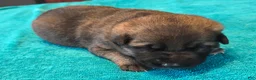 German Shepherd dogs for sale: Holly - Ad 1