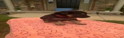 German Shepherd dogs for sale: Sally - Ad 4