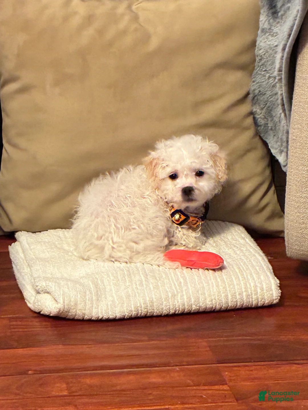 Mixed Breed dogs for sale: Mixed Breed Puppy 1 - Ad 1