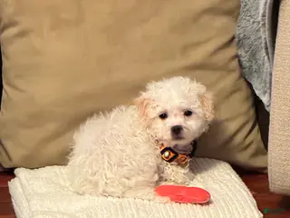 Mixed Breed dogs Mixed Breed Puppy 1 - Ad 37