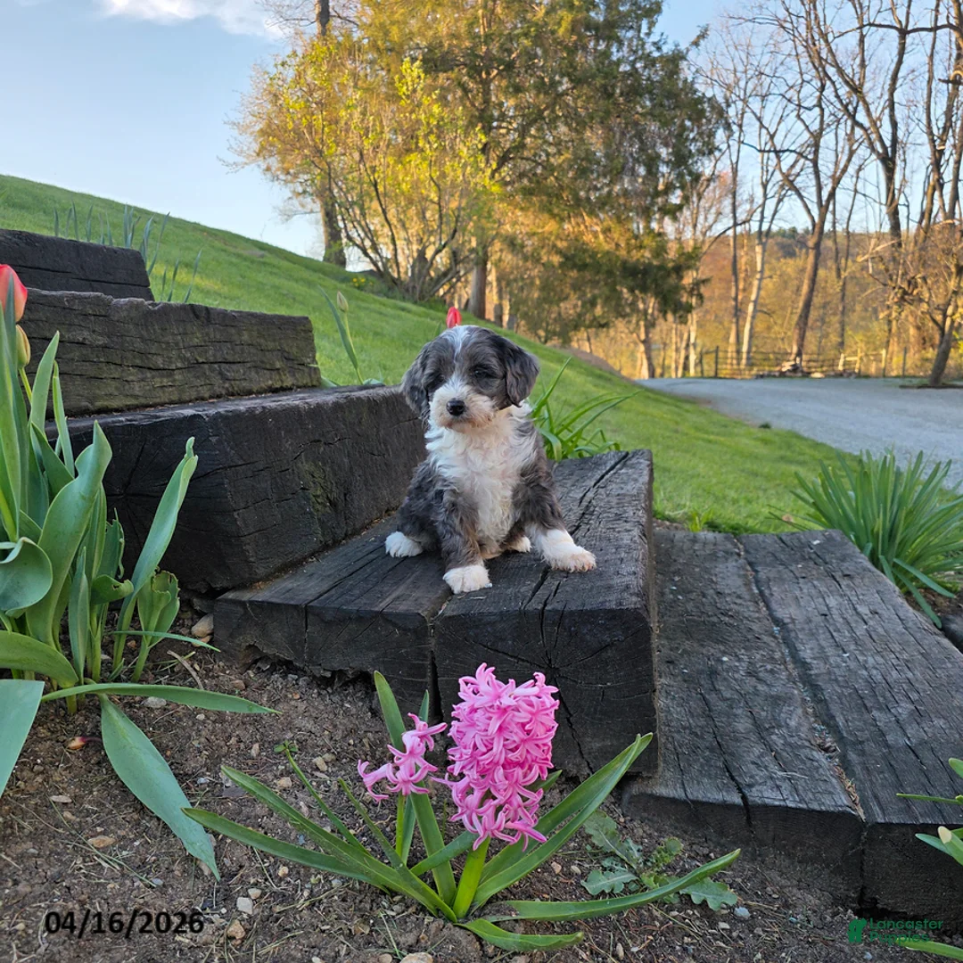 Mini Bernedoodle dogs for sale: Sunshine - Ad 1