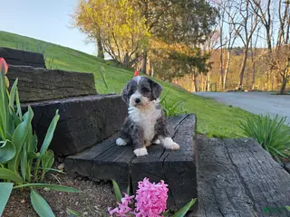 Mini Bernedoodle dogs Sunshine - Ad 41