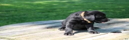 Labrador Retriever dogs for sale: Mandy - Ad 3