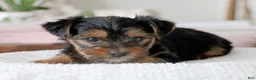 Yorkshire Terrier dogs for sale: Yorkshire Terrier Puppy 3 - Ad 4