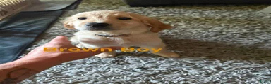 Goldendoodle 5