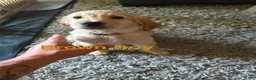 Goldendoodle dogs for sale: Goldendoodle 5 - Ad 1