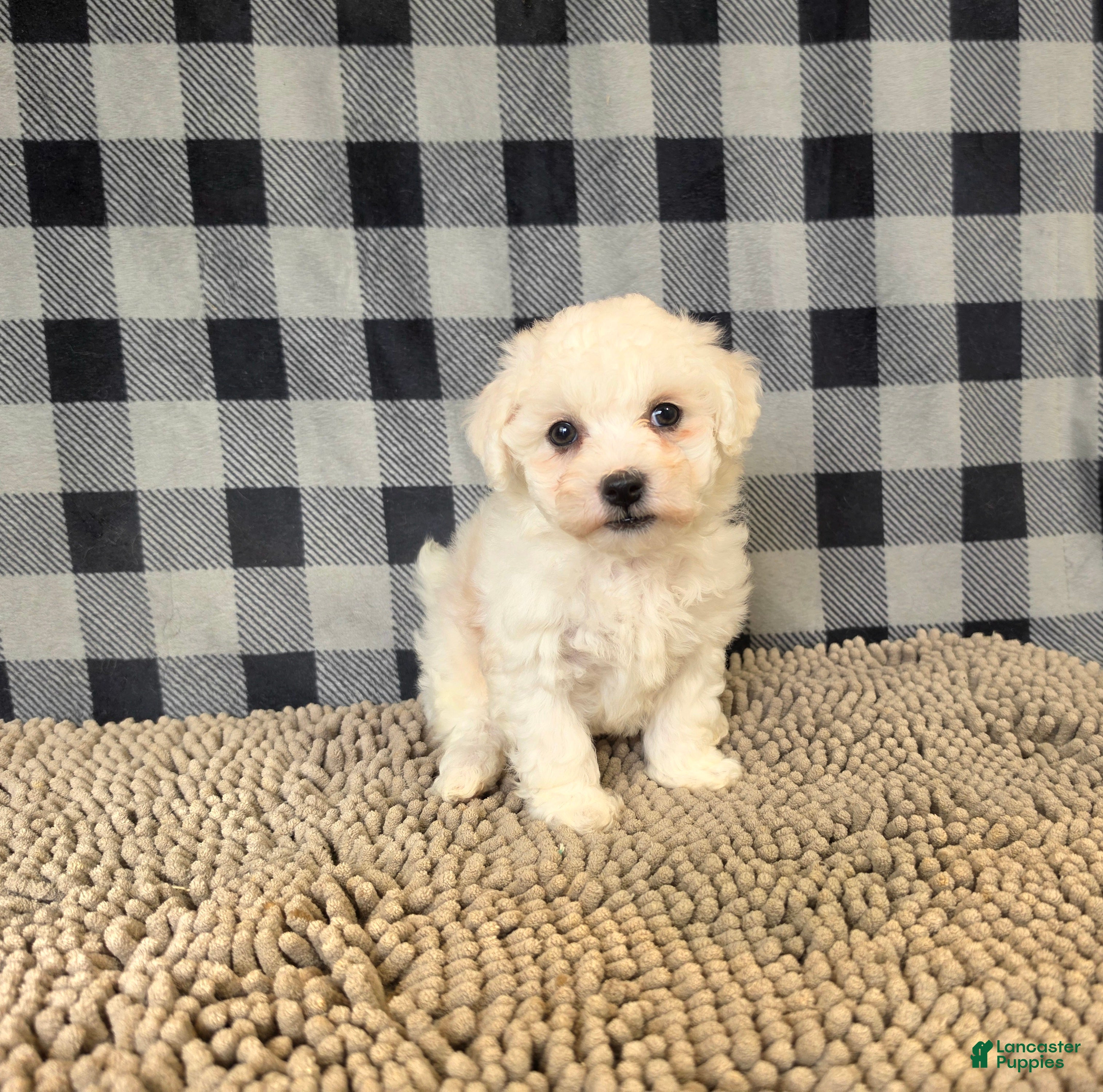 Bichon Frise dogs for sale: Lee - Ad 1