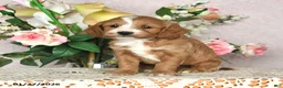 Cavapoo dogs for sale: Jewel - Ad 3