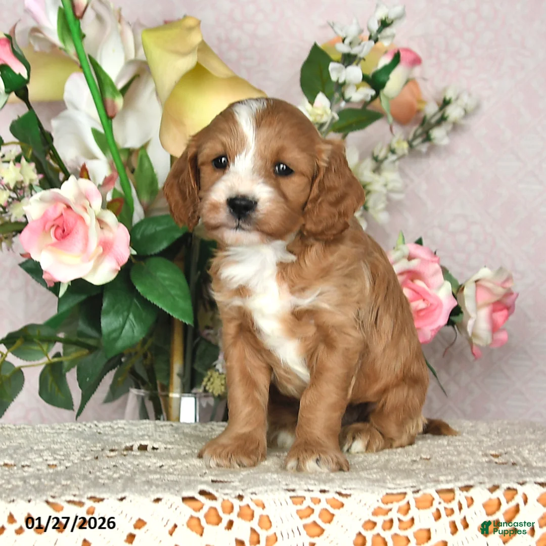 Cavapoo dogs for sale: Jewel - Ad 3
