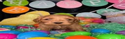 Cockapoo dogs for sale: Caprice - Ad 5
