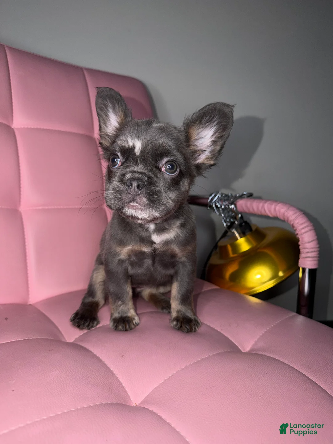 French Bulldog dogs for sale: French Bulldog Puppy 4 - Ad 1