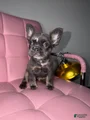 French Bulldog Puppy 4