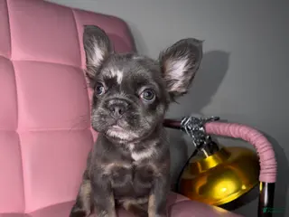 French Bulldog dogs French Bulldog Puppy 4 - Ad 4