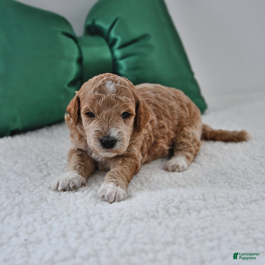 Mini Goldendoodle dogs Flora   - Ad 18