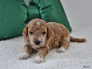 Mini Goldendoodle dogs Flora - Ad 6