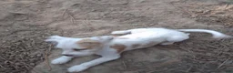 Mixed Breed dogs for sale: Mixed Breed 2 - Ad 3