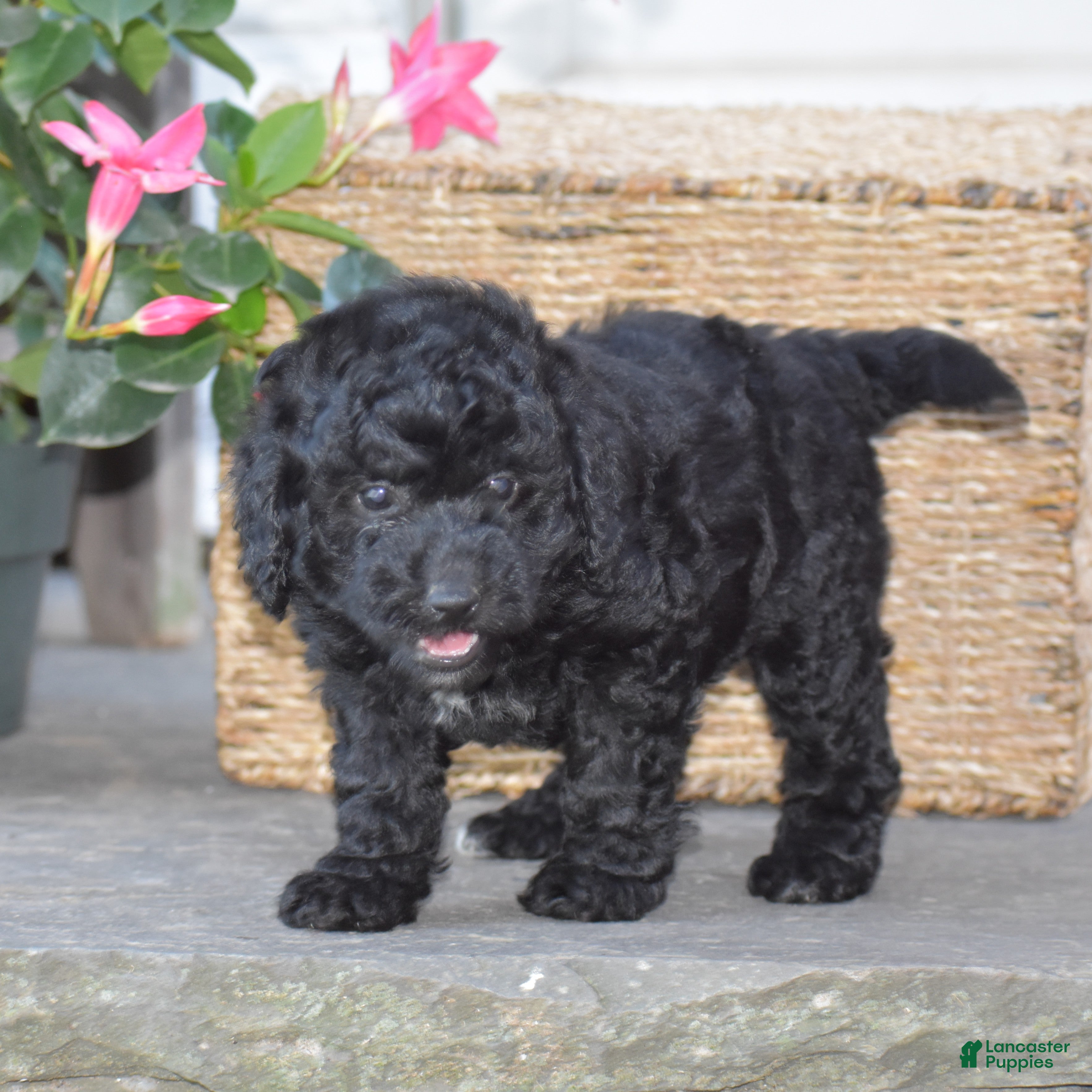 Mini Goldendoodle dogs Heidi - Ad 2