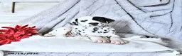 Dalmatian dogs for sale: Reese - Ad 4