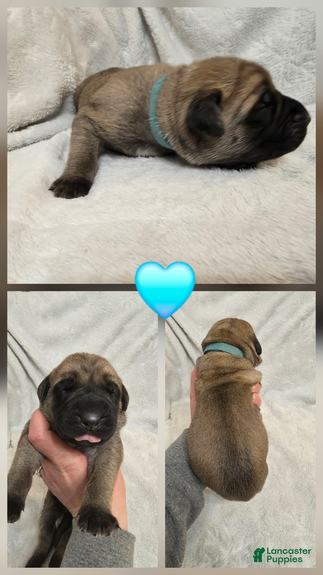 English Mastiff dogs for sale: Blue Collar - Ad 1