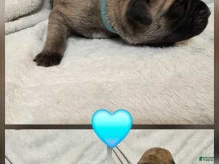 English Mastiff dogs Blue Collar - Ad 11