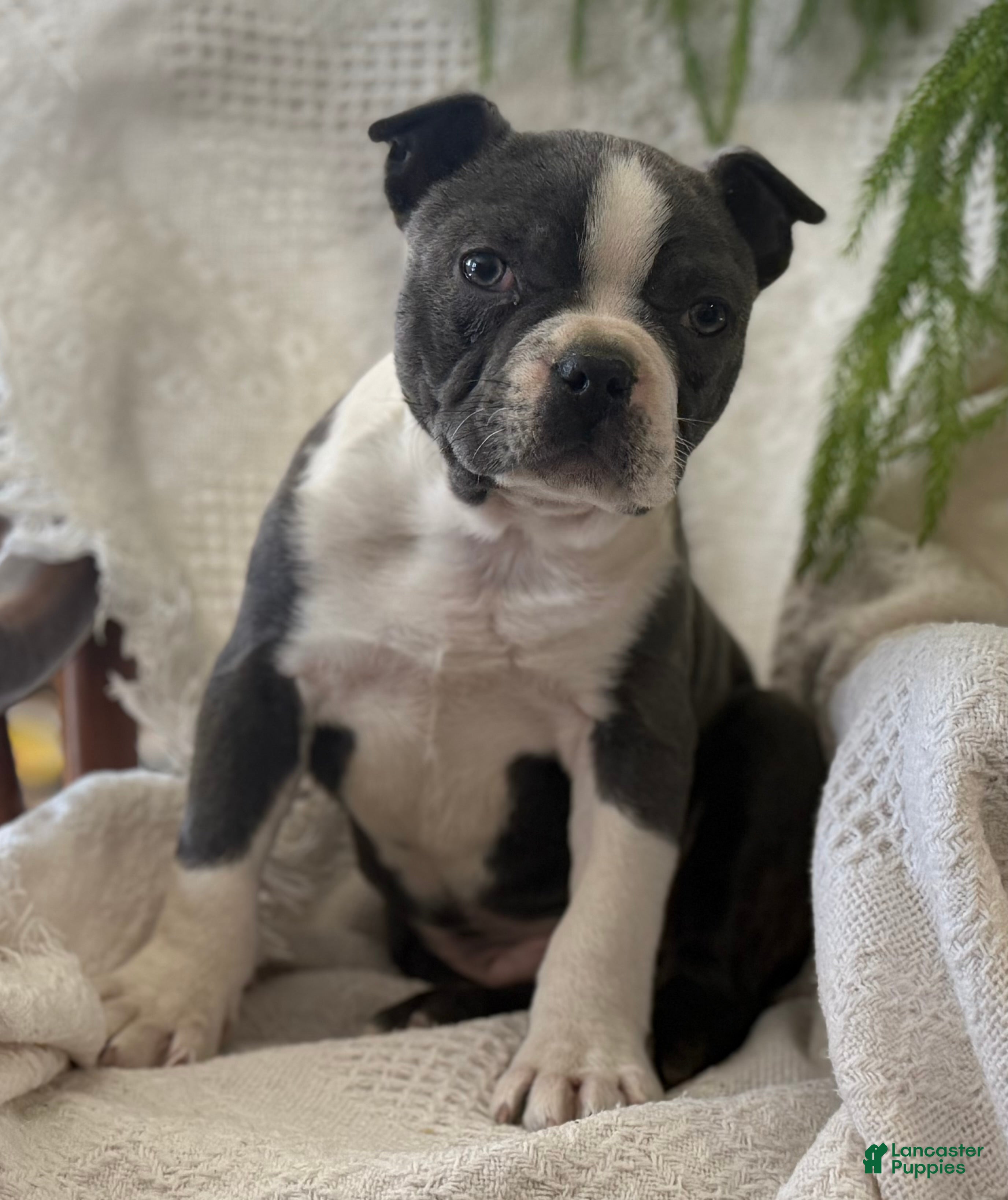 Boston Terrier dogs Ronnie - Ad 1