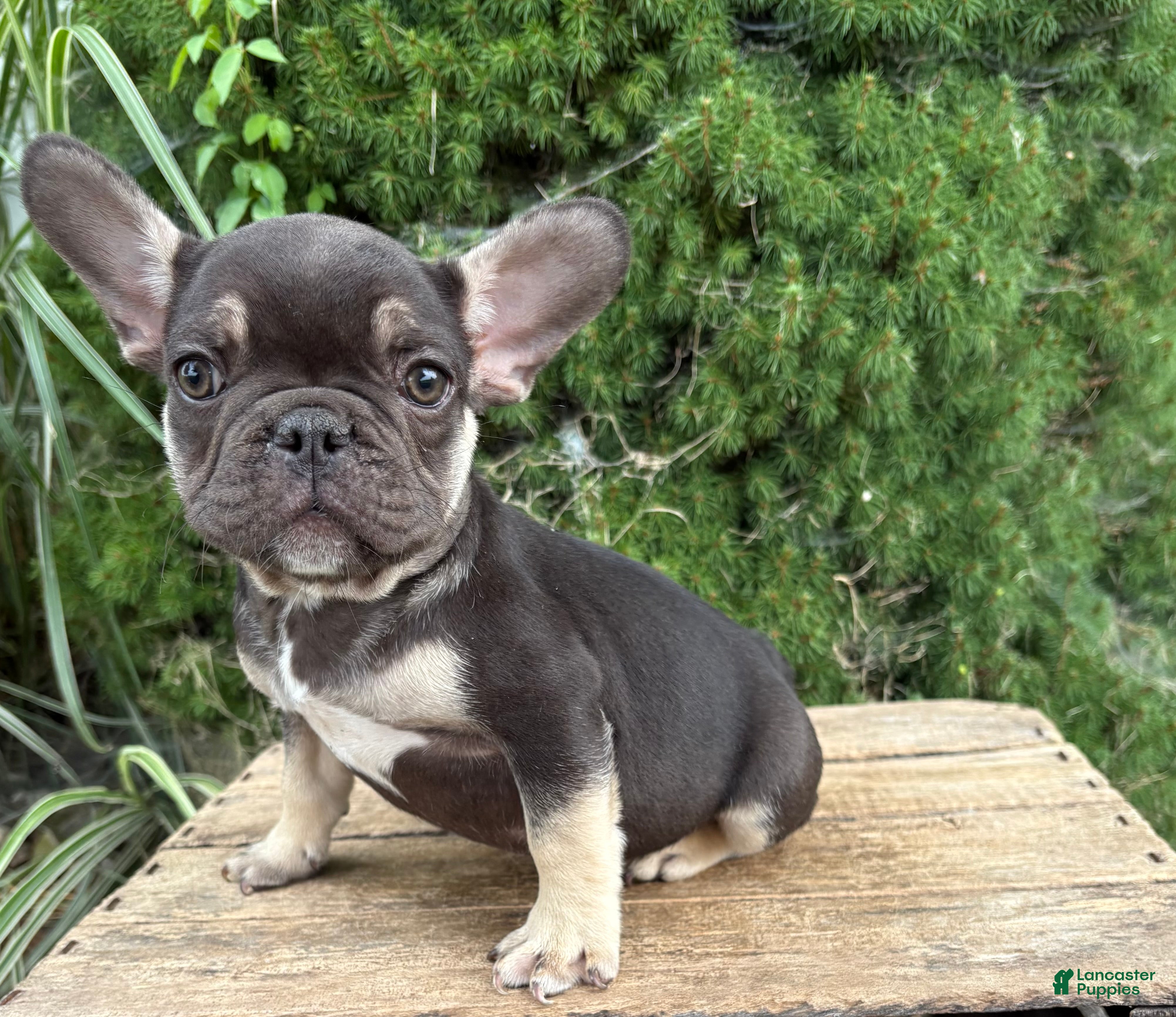 French Bulldog dogs Knox - Ad 2