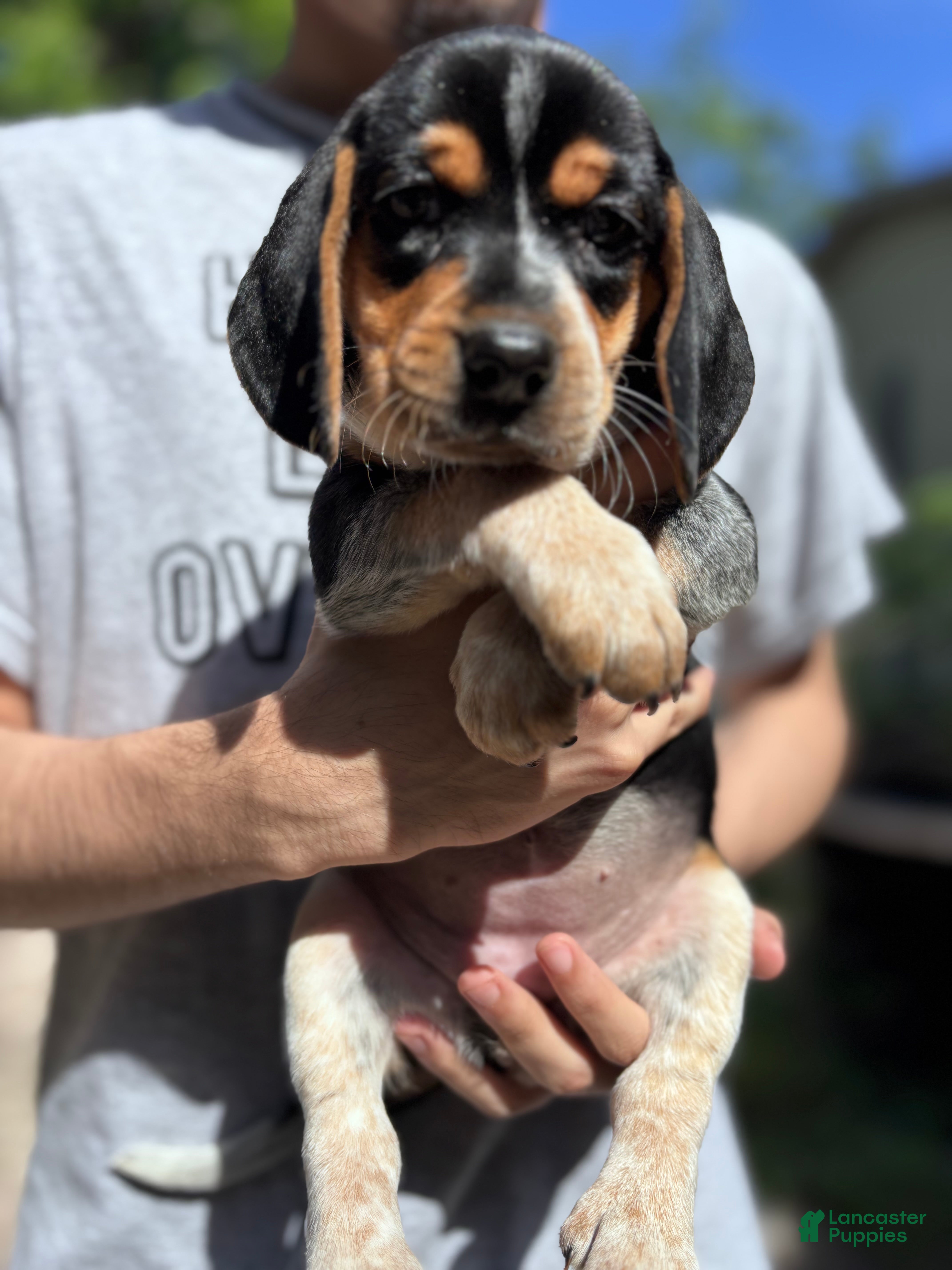 Beagle dogs Nadia 💛 - Ad 1